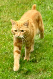 Alfie