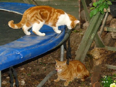 Alfie & Dougie