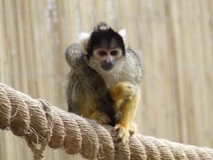 Squirrel Monkey