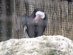 Vulture